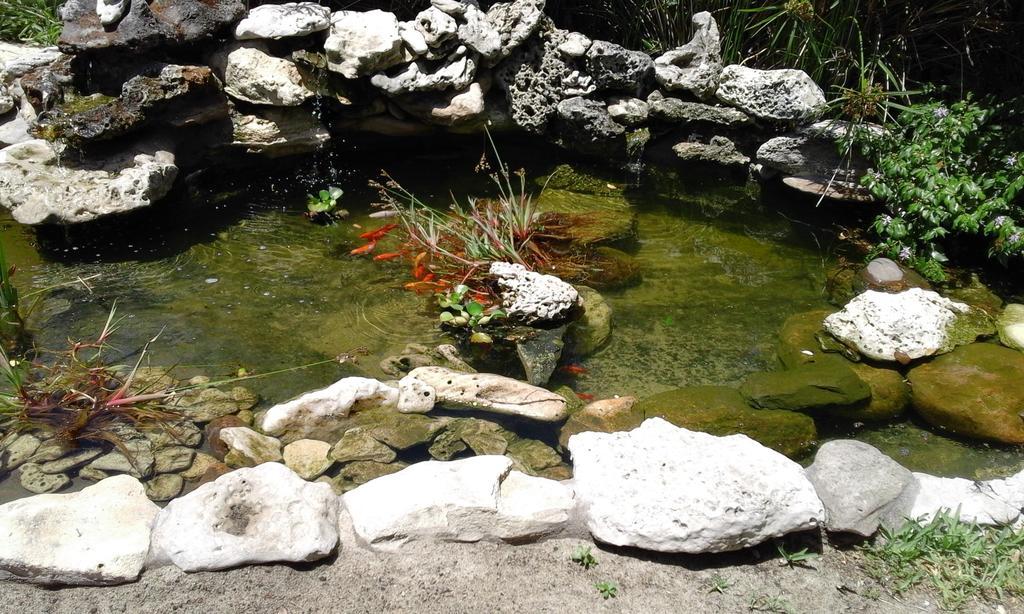 Riverlodge Backpackers Cape Town Dış mekan fotoğraf