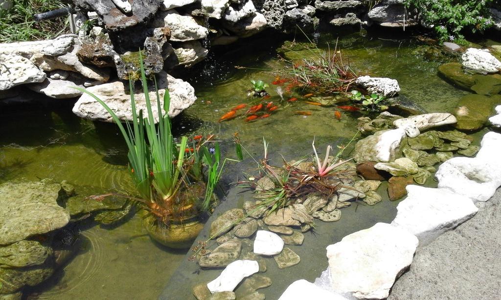 Riverlodge Backpackers Cape Town Dış mekan fotoğraf